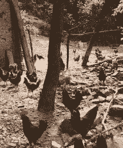 山东土鸡养殖有哪些品种