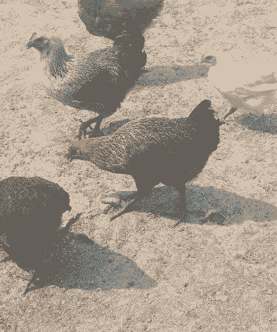 海燕养殖土鸡怎么样啊