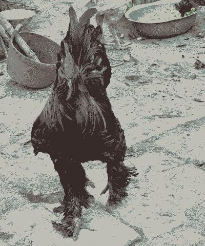 大骨架鸡土鸡苗怎么养殖