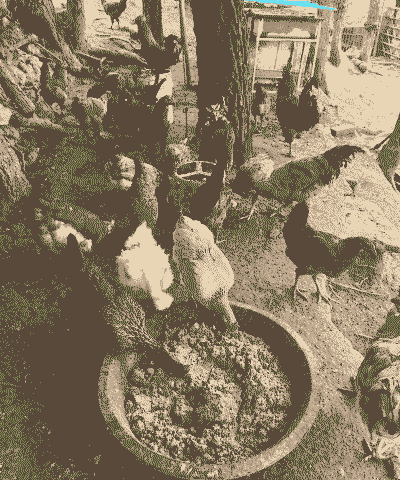 土鸡在家庭里怎样养殖的