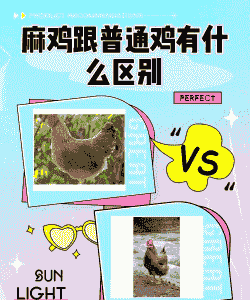 土鸡养殖竞争对手的优势