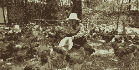 土鸡养殖前的准备工作