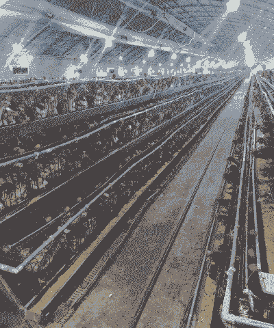 土鸡养殖产蛋高峰期