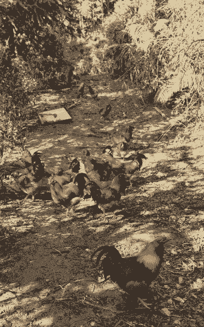 土鸡养殖成功率低吗