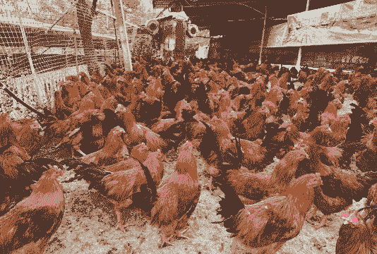 南宁哪里有卖养殖土鸡的