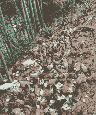 为什么要搞生态土鸡养殖