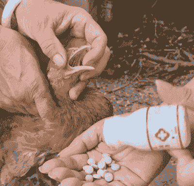 土鸡养殖后不能用药吗