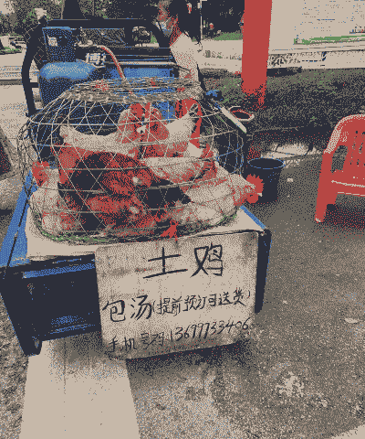 养殖的土鸡怎么卖出去