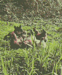 土鸡土猪养殖周期多久啊