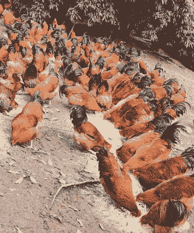 钦州养殖土鸡价格多少钱