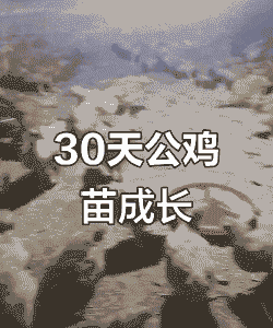 灵土鸡养殖周期是多久的