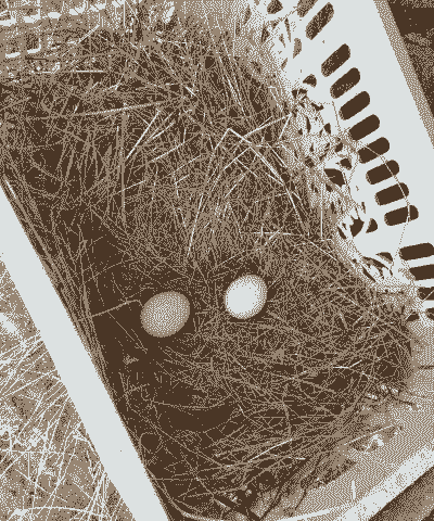 沈丘土鸡蛋养殖基地在哪里