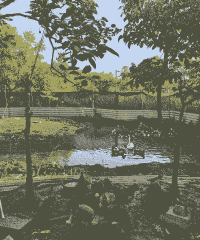 如何自己在家养殖土鸡鸭