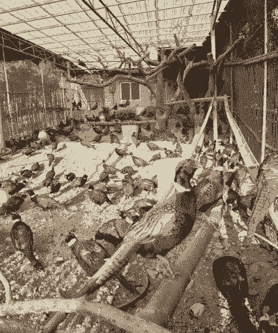 七只土鸡怎么养殖好吃呢