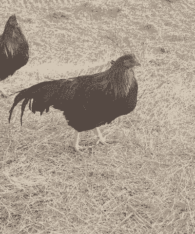 土鸡养殖出来怎么卖出去