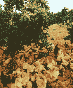 南昌土鸡养殖场在哪里建