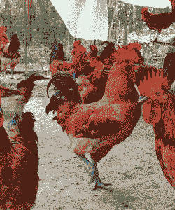 淮南王土鸡养殖利润怎么样