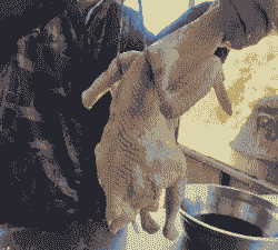 养殖的土鸡到哪宰杀了呢