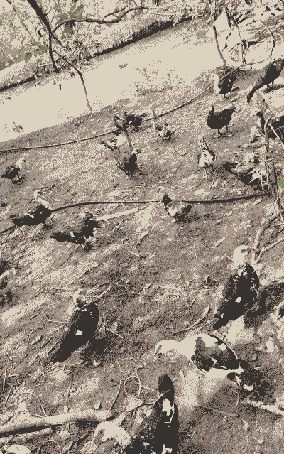 农村怎么样养殖土鸡鸭鱼