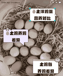 养殖鸡蛋和土鸡蛋的营养区别