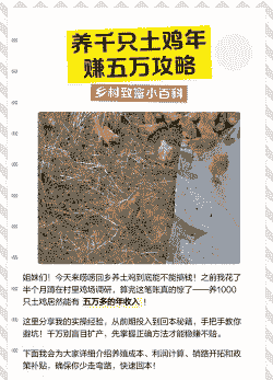 养殖土鸡需投资多少钱呢