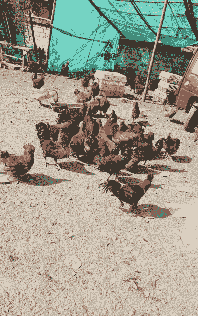 纳雍哪里有土鸡养殖场卖