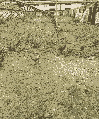 绿壳土鸡生态养殖方法和技术