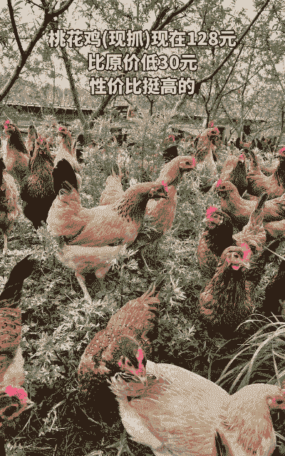 罗田土鸡养殖户有多少户