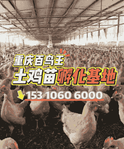 重庆土鸡苗那个养殖场有