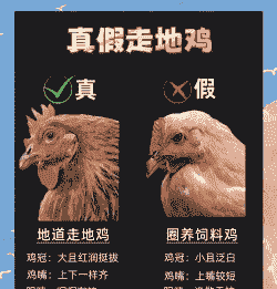 一般养殖肉鸡好还是土鸡