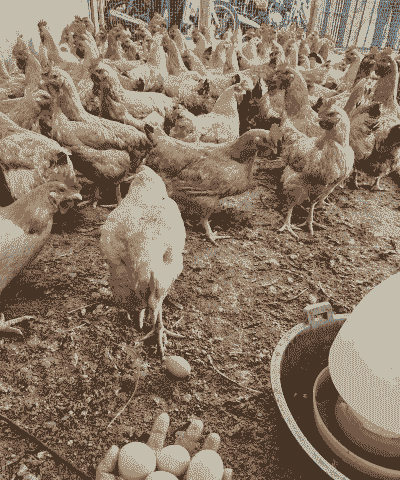 散养土鸡生态养殖怎么做