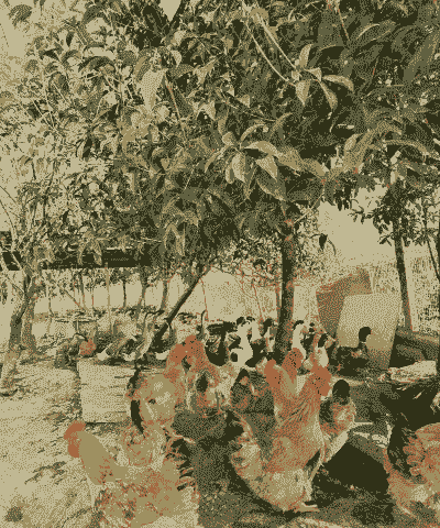 清远哪里有养殖土鸡场的