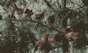 土鸡养殖场适合种什么树