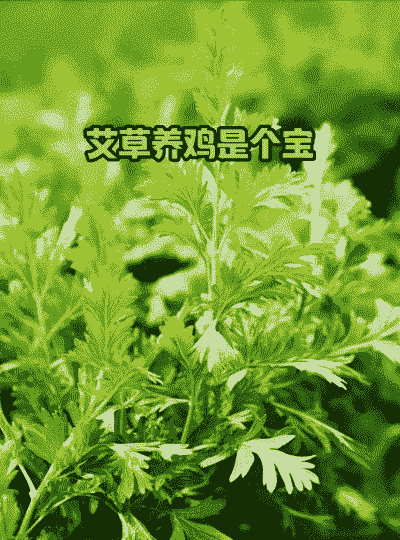 土鸡养殖巧喂艾蒿可以吗