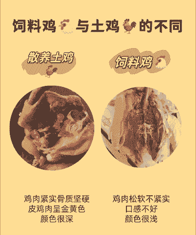 养殖土鸡十大禁忌是什么