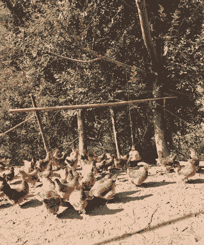 养殖跑山土鸡租养赚钱吗