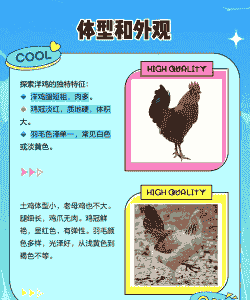 洋鸡和土鸡养殖区别在哪