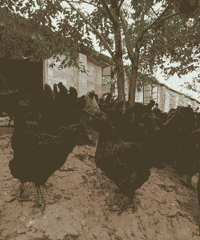 云南土鸡苗养殖户有多少