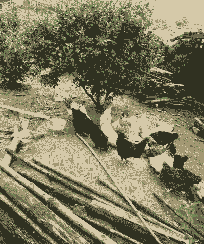 土鸡吃稻谷好不好养殖呢