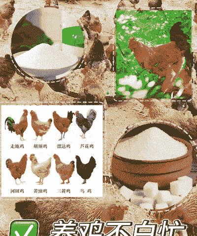 养殖土鸡能不能用盐腌制