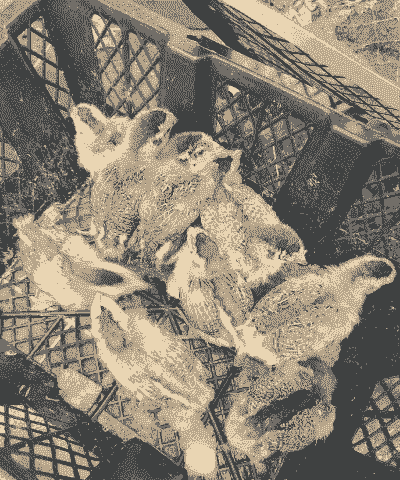 万源土鸡小鸡苗养殖成本