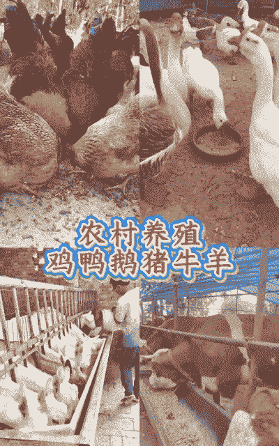 农村怎么样养殖土鸡鸭猪
