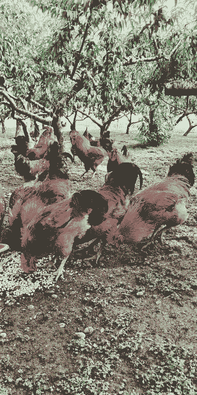 土鸡养殖多久才好吃一点