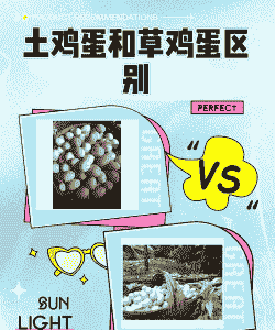 土鸡蛋跟养殖有什么区别