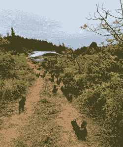 四川最大土鸡养殖基地