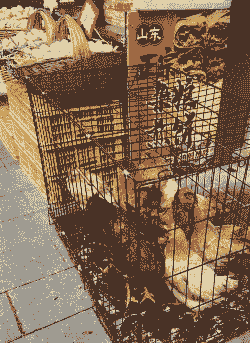 土鸡养殖场怎么卖出去