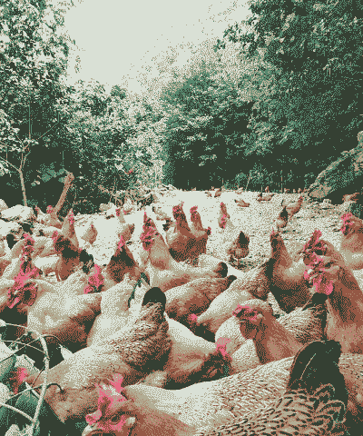 南宁市哪里有养殖土鸡的