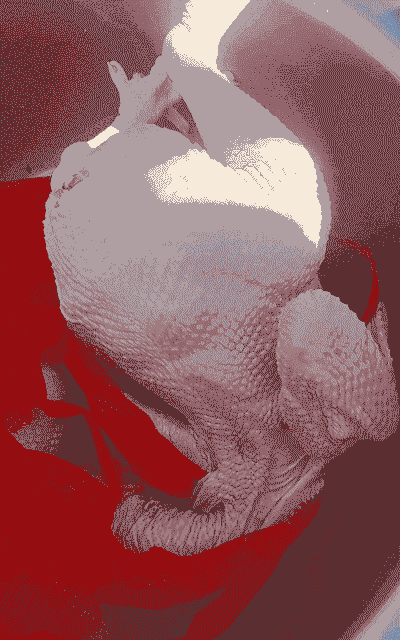 土鸡养殖不喂饲料可以吗