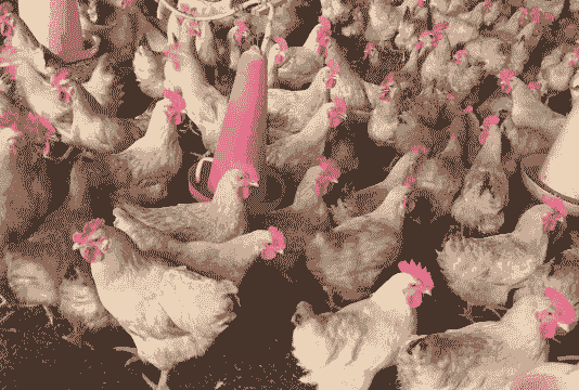 一方土鸡养殖多少斤重