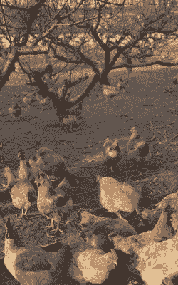 土鸡和养殖场有什么不同